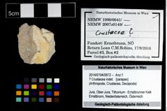 Foto (Objekt + Etikett) von ? Crustacea indet.  (NHMW-GEO-2014-0194-0972)